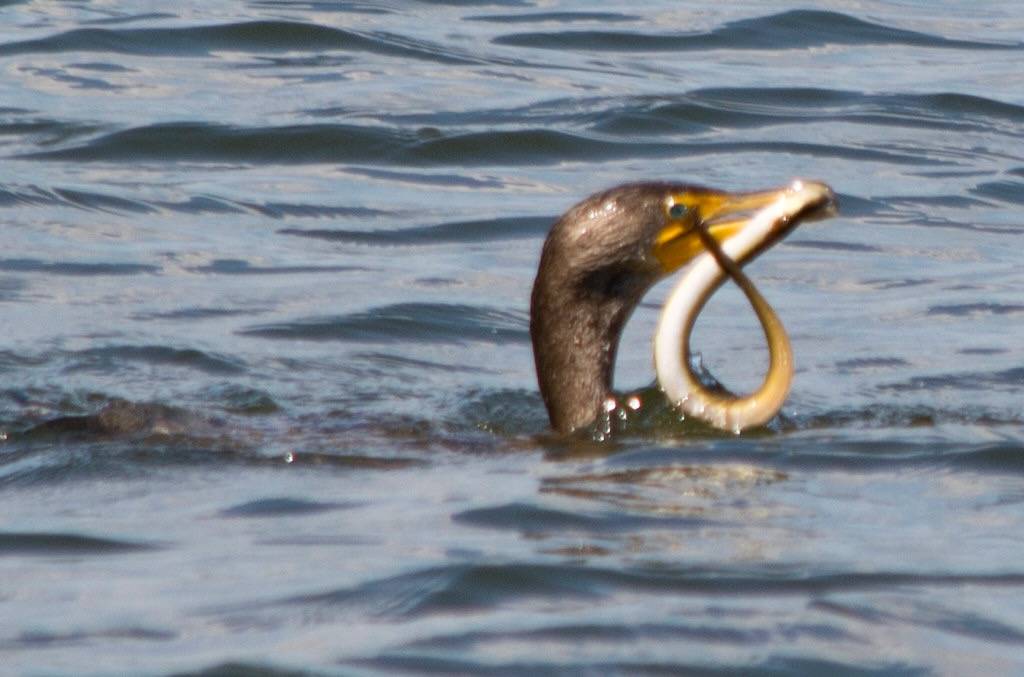 Great Cormorant 0005 - chomping on eel - East Potomac Park - 2013-08-25 by Tim Evanson is licensed under CC BY-SA 2.0.